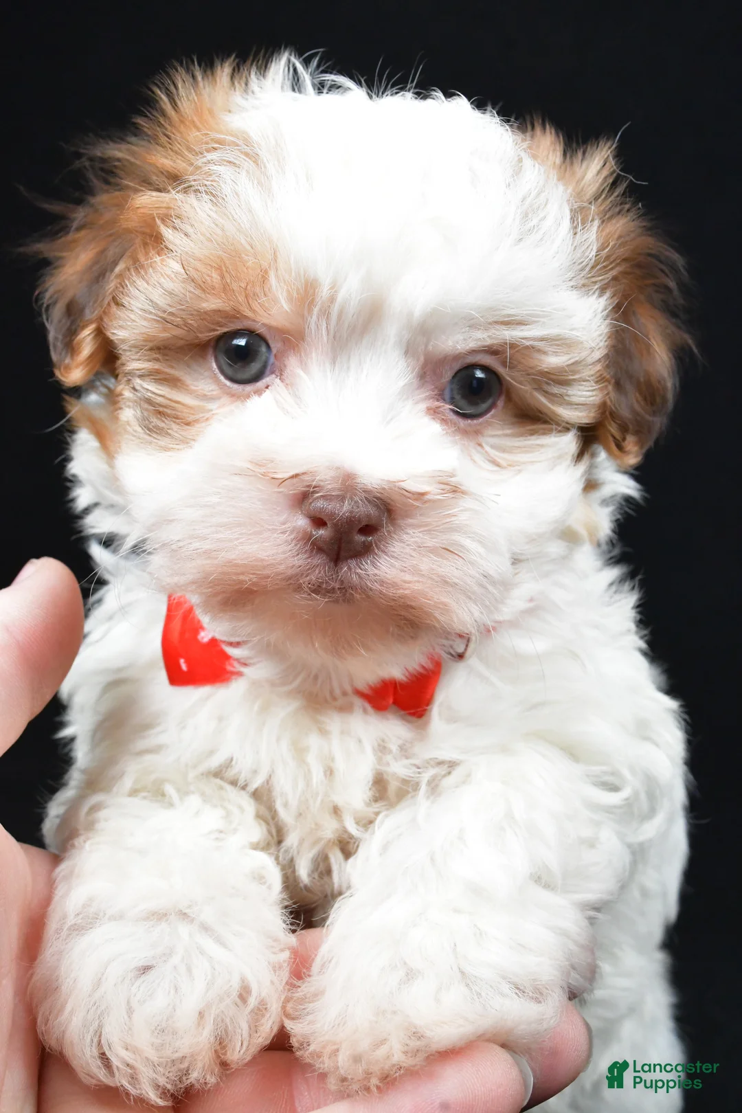 Havanese dogs for sale: Loran - Ad 6