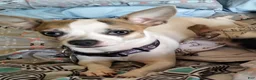 Chihuahua dogs for sale: Chihuahua 1 - Ad 5