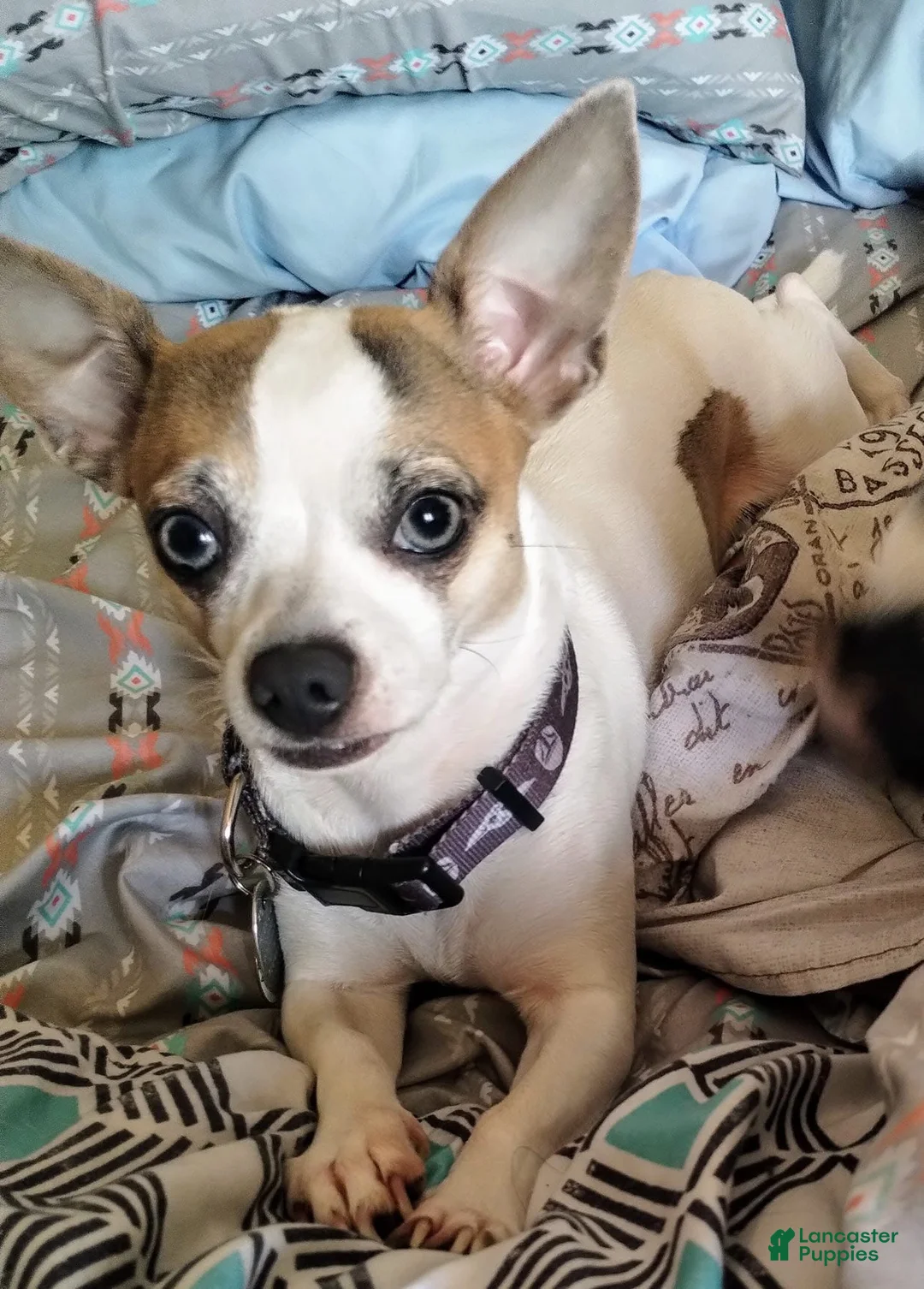 Chihuahua dogs for sale: Chihuahua 1 - Ad 5