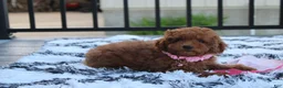 Miniature Poodle dogs for sale: Sasha  - Ad 12