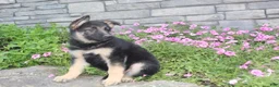 German Shepherd dogs for sale: Abby - Ad 4