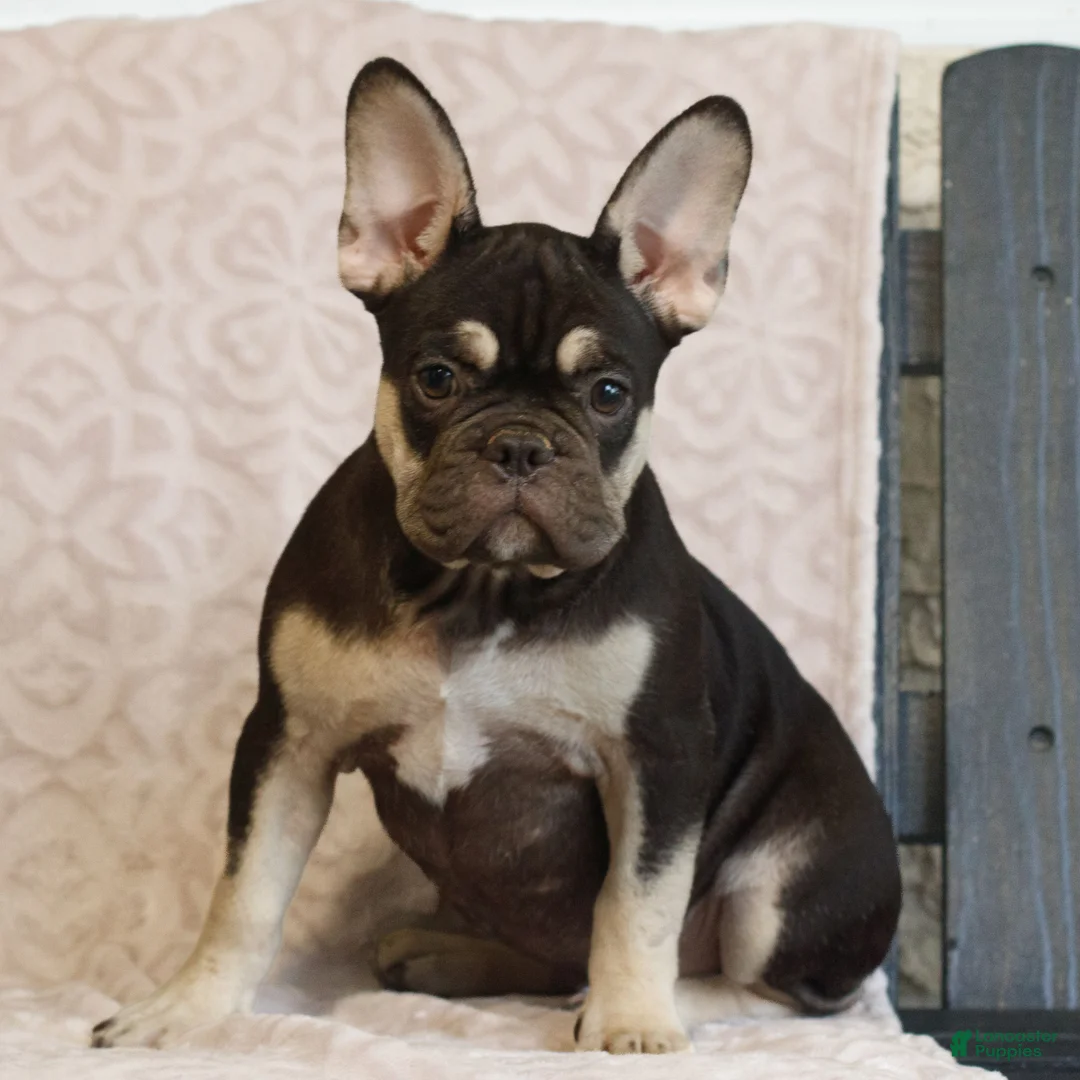 French Bulldog dogs for sale: Cassandra  - Ad 2