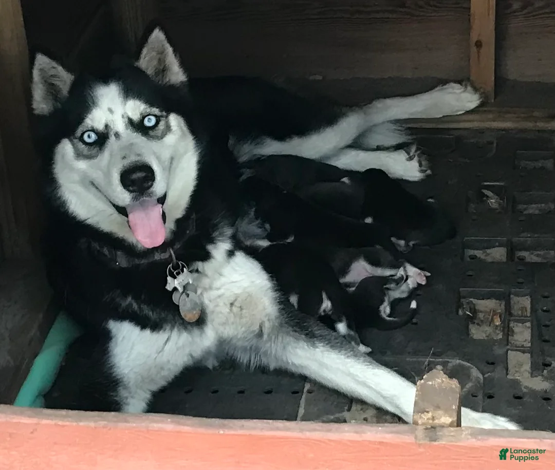 Siberian Husky dogs for sale: Siberian Husky Puppy 3 - Ad 2