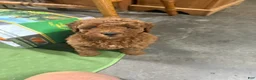 Goldendoodle dogs for sale: George (Solid Red) - Ad 1