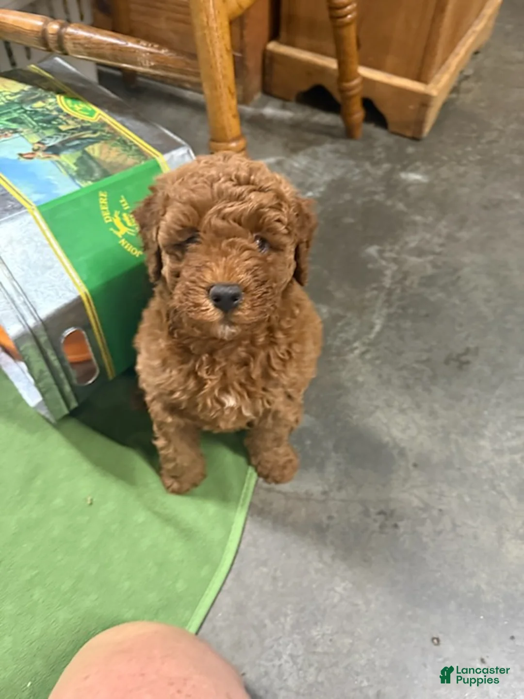 Goldendoodle dogs for sale: George (Solid Red) - Ad 1