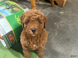 Goldendoodle dogs George (Solid Red) - Ad 22