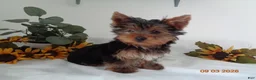 Yorkshire Terrier dogs for sale: Teddy   EXTRA SMALL - Ad 3