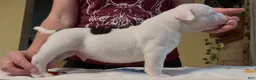 American Bully dogs for sale: Black/White Pied  - Ad 5
