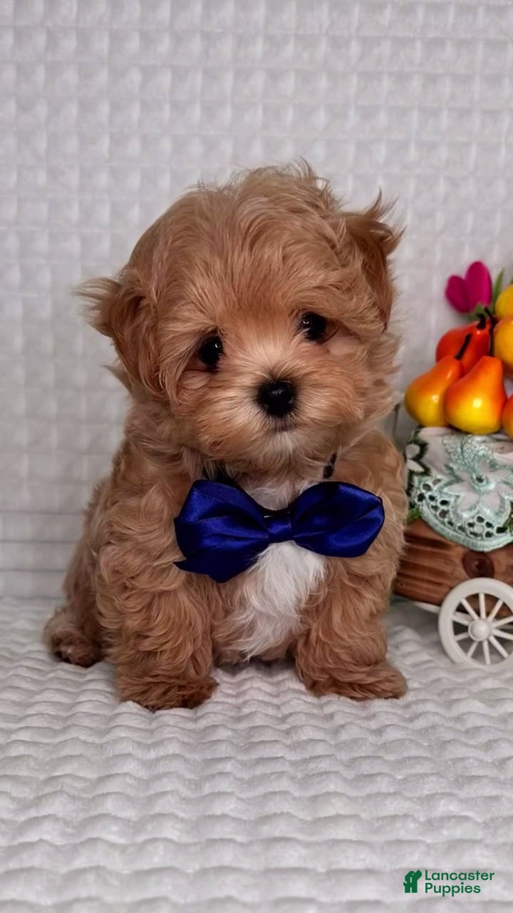 Maltipoo dogs George - Ad 11