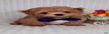 George