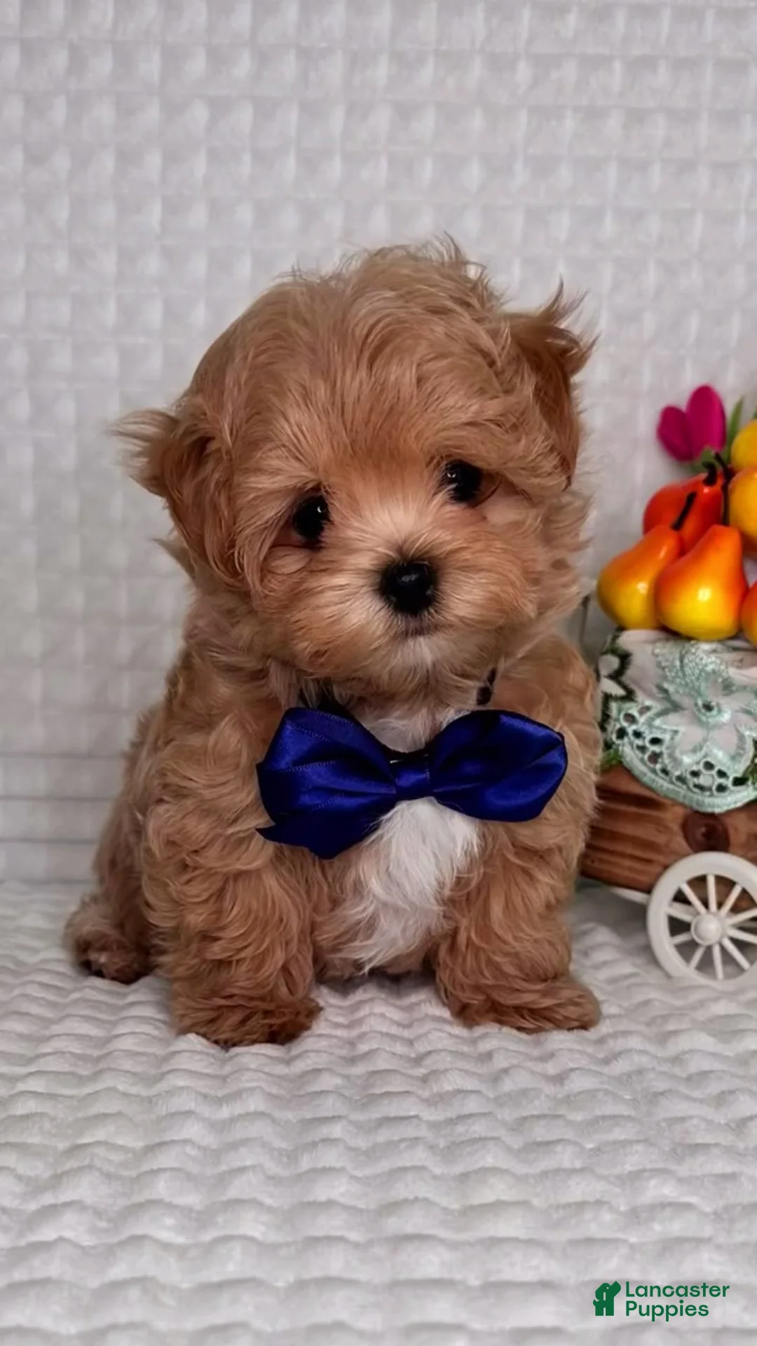 Maltipoo dogs for sale: George - Ad 1