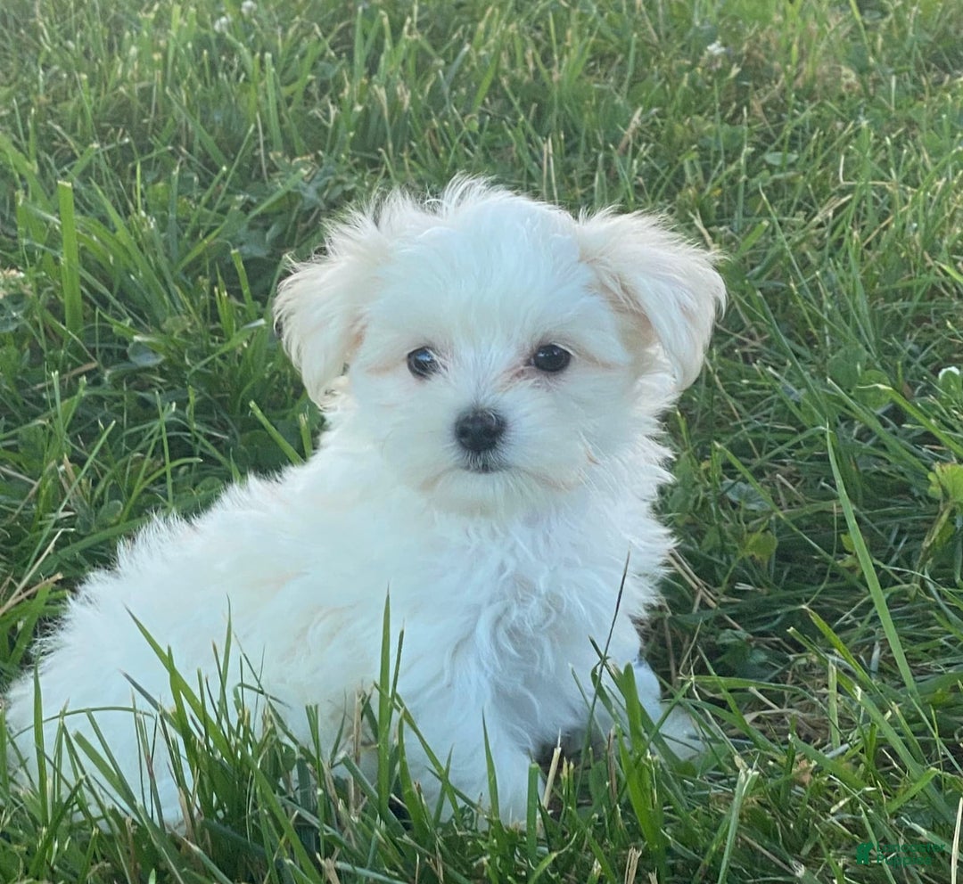 Maltese dogs for sale: Millie - Ad 1
