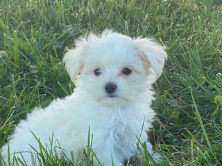 Maltese dogs Millie - Ad 13