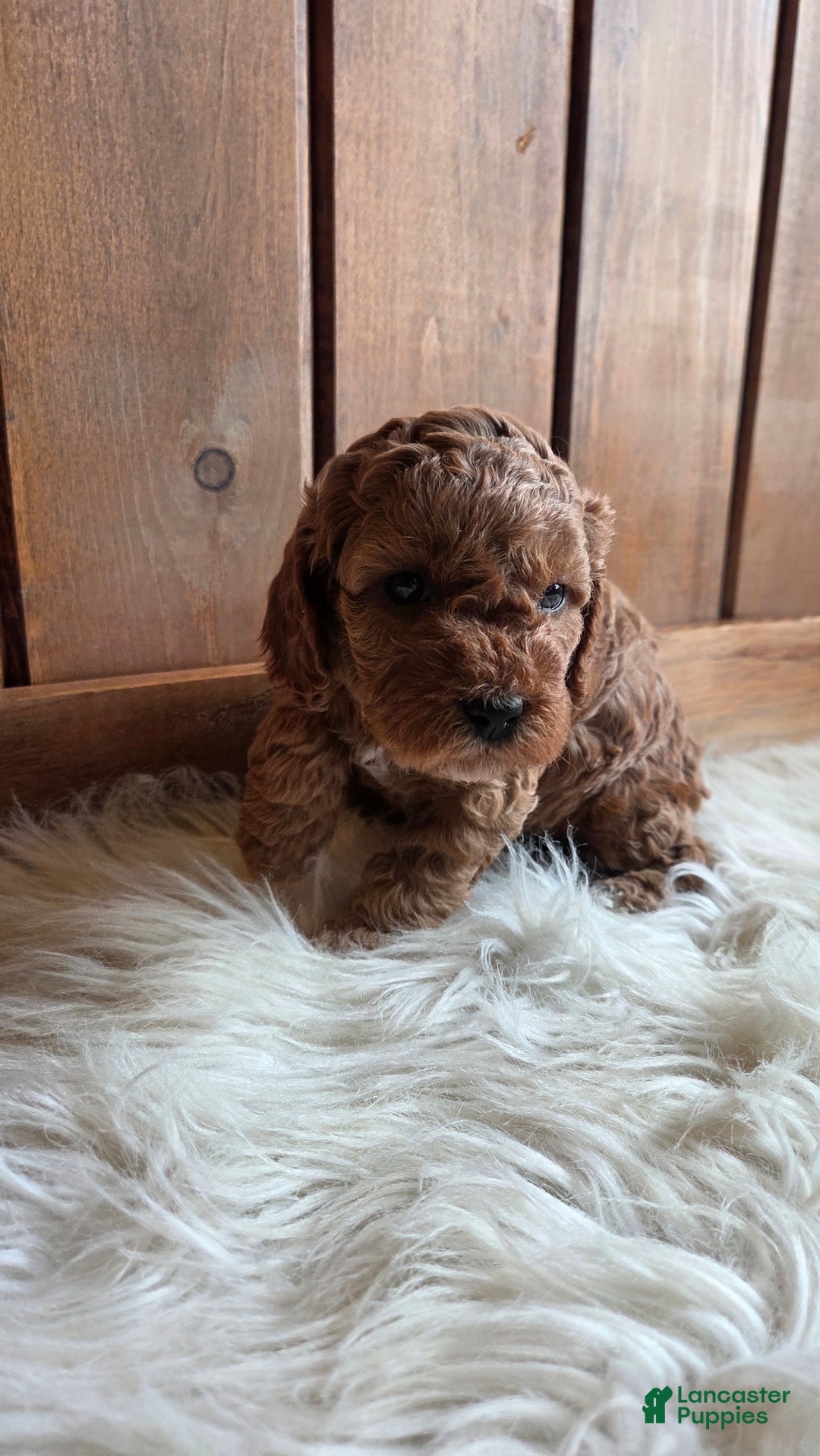 Cavapoo dogs for sale: River - Ad 4