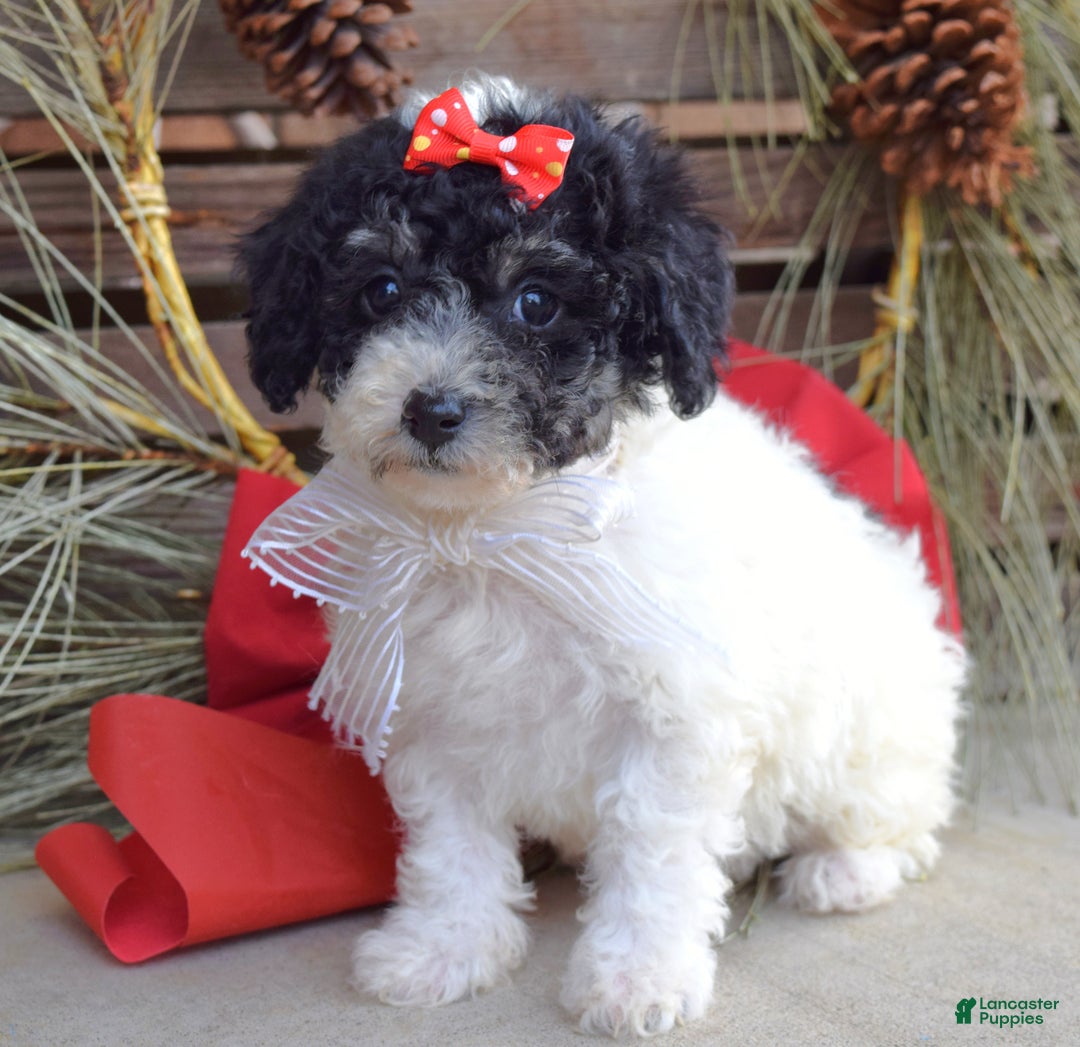 Bichpoo dogs for sale: Lola - Ad 9