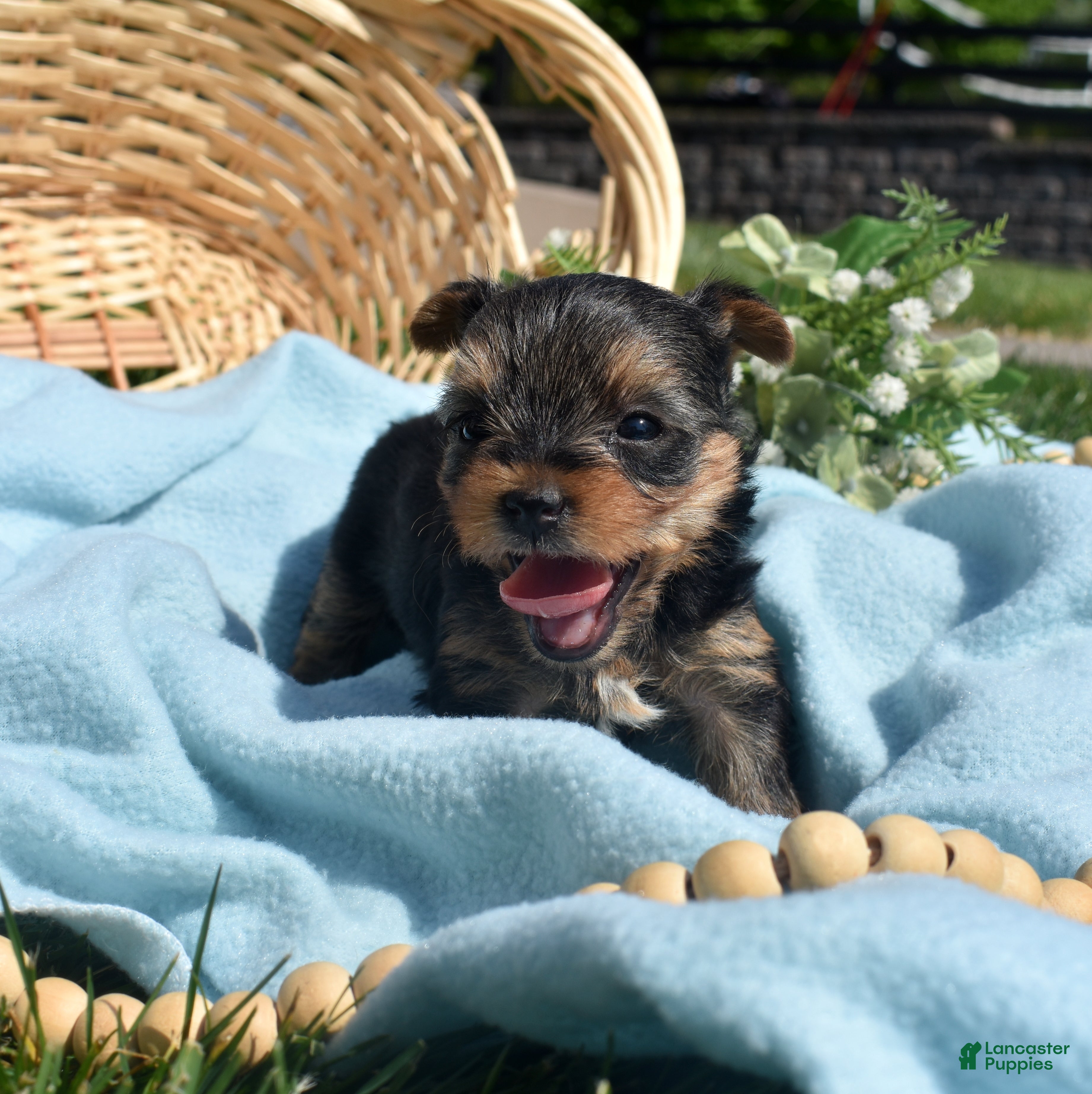 Yorkshire Terrier dogs Ritz - Ad 2
