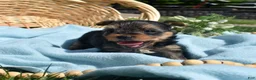 Yorkshire Terrier dogs for sale: Ritz - Ad 2