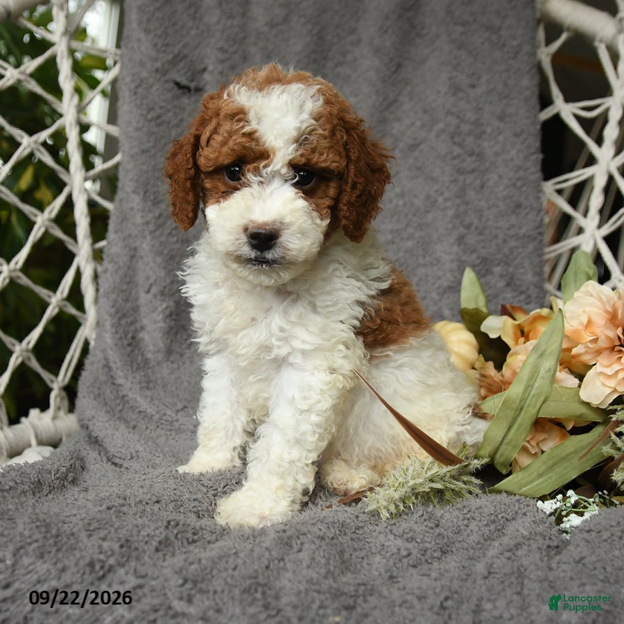 Goldendoodle dogs Hamlet - Ad 1
