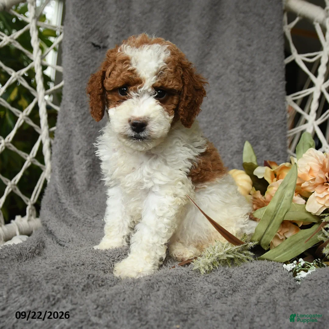 Goldendoodle dogs for sale: Hamlet - Ad 1