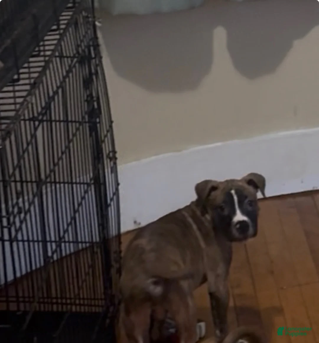 Mixed Breed dogs for sale: Mixed Breed 1 - Ad 2