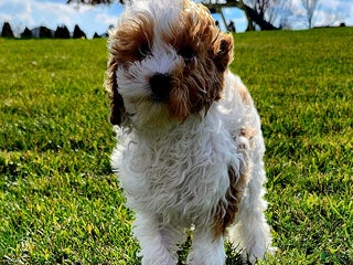 Cavapoo dogs - Ad 12