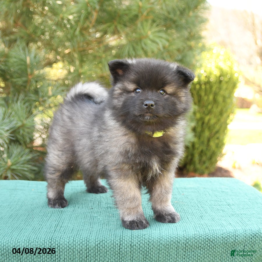 Keeshond dogs Smokey - Ad 1
