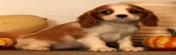 Cavalier King Charles Spaniel dogs for sale: Bree - Ad 3