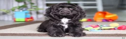 Cocker Spaniel dogs for sale: Jace - Ad 2