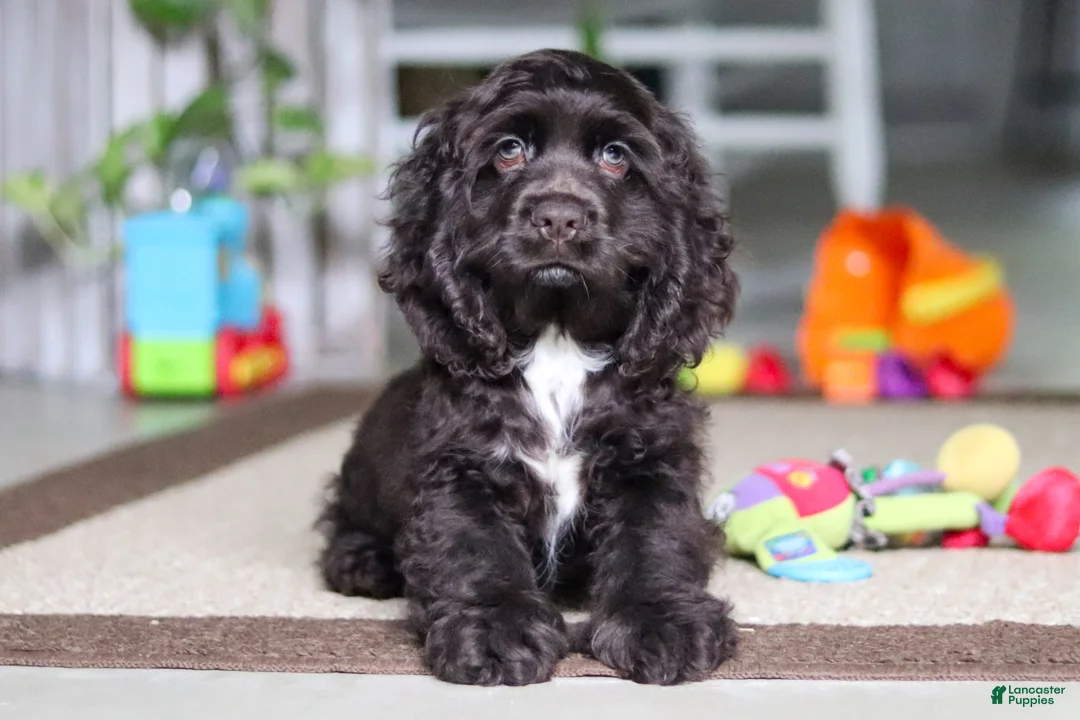 Cocker Spaniel dogs for sale: Jace - Ad 2