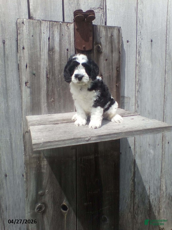 Cockapoo dogs Mac - Ad 1