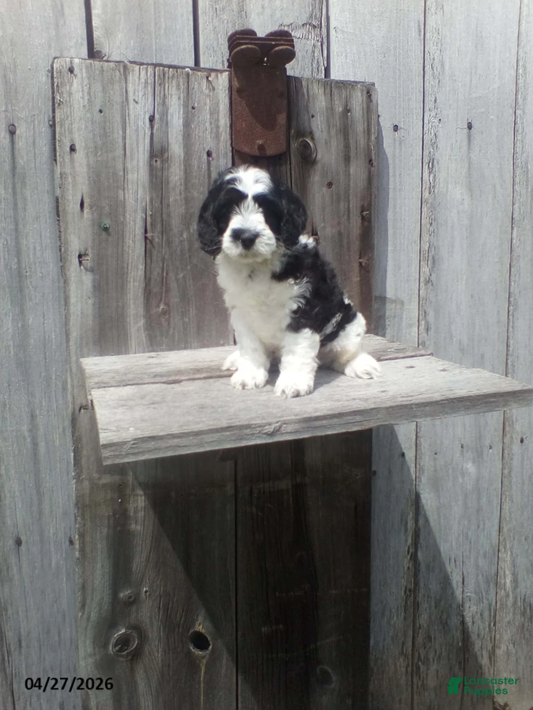 Cockapoo dogs for sale: Mac - Ad 1