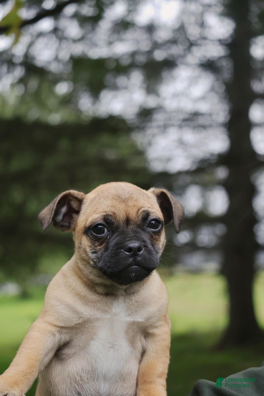 Bella