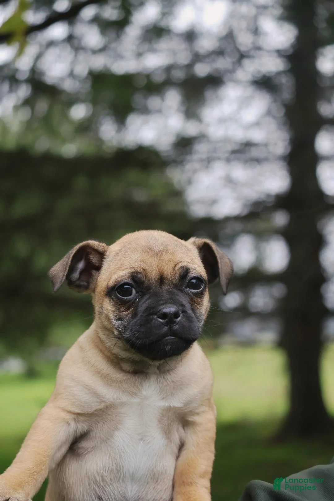 Jug dogs for sale: Bella - Ad 1