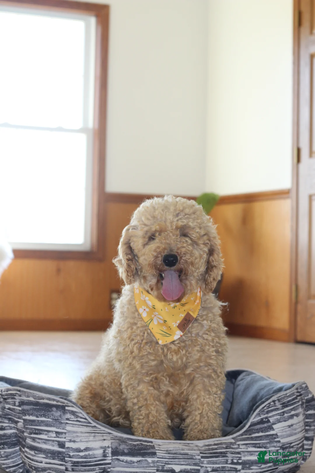 Miniature Poodle dogs for sale: AKC JAX - Ad 12