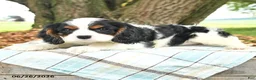 Cavalier King Charles Spaniel dogs for sale: Kurt - Ad 2