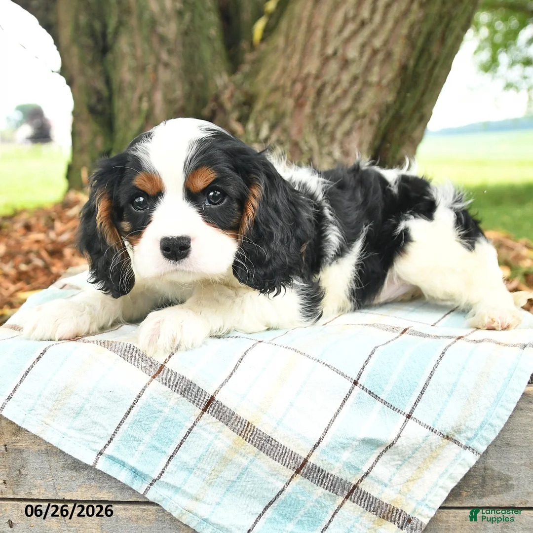 Cavalier King Charles Spaniel dogs for sale: Kurt - Ad 2