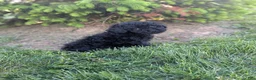 Miniature Poodle dogs for sale: Miniature Poodle Puppy 4 - Ad 9
