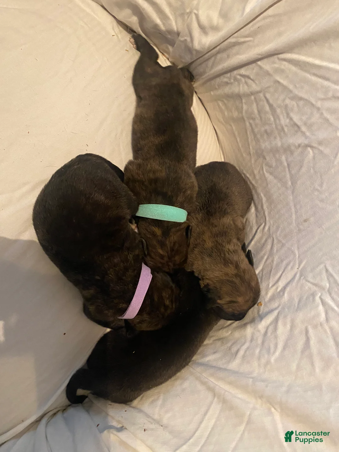 English Mastiff dogs for sale: English Mastiff 4 - Ad 1
