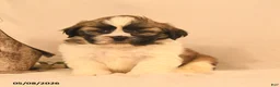 Shih Tzu dogs for sale: Jesse - Ad 2