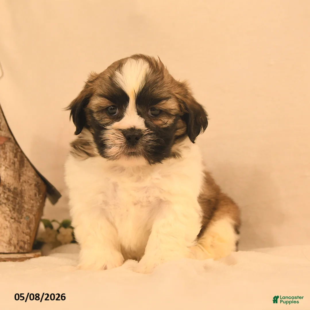 Shih Tzu dogs for sale: Jesse - Ad 2