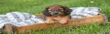 Annie Miniature Dachshund 