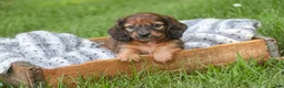 Miniature Dachshund dogs for sale: Annie Miniature Dachshund  - Ad 1