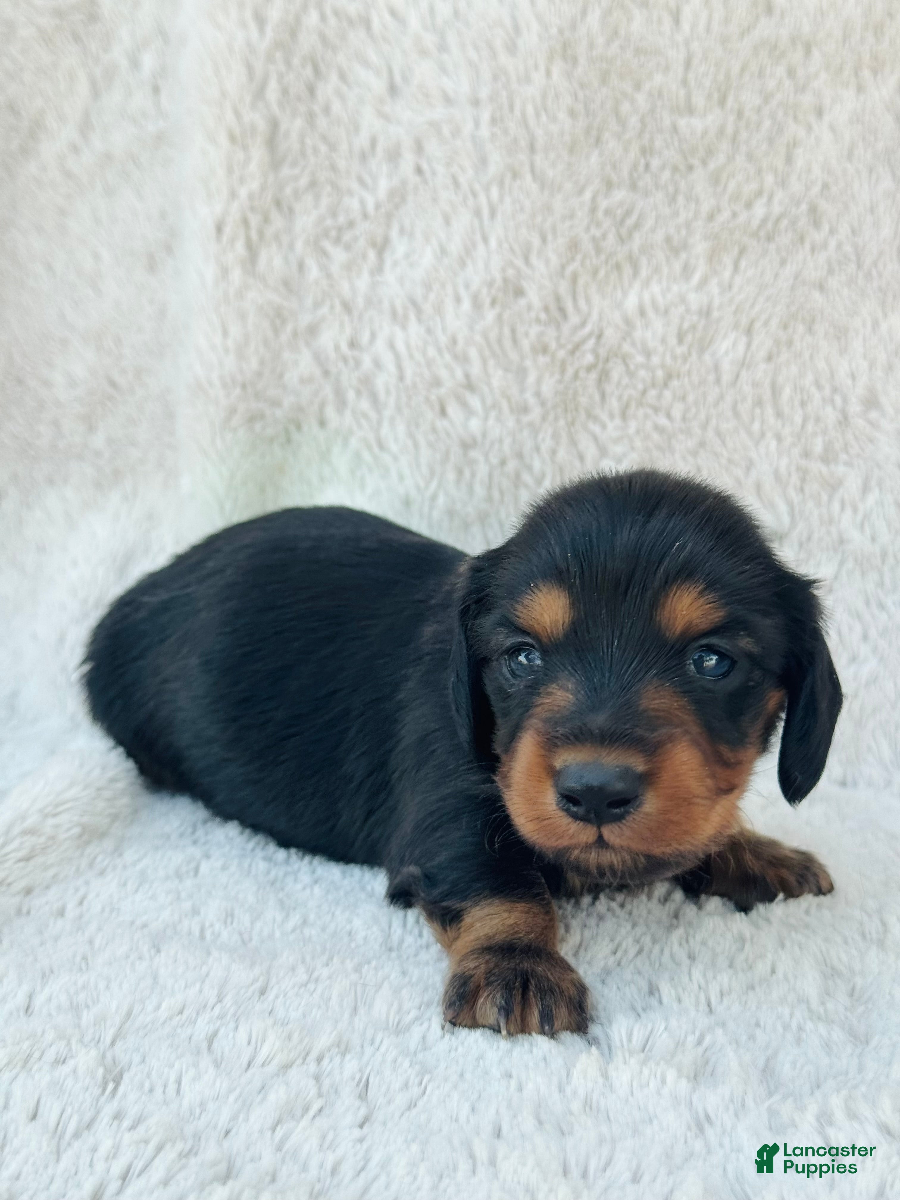 Miniature Dachshund dogs AKC Longhair Black & Tan Mini Dachshund Girl - Ad 25