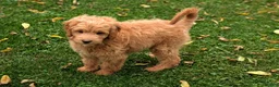 Mini Goldendoodle dogs for sale: Brody - Ad 3