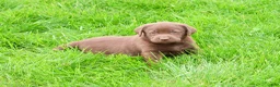 Labrador Retriever dogs for sale: Ezra - Ad 4