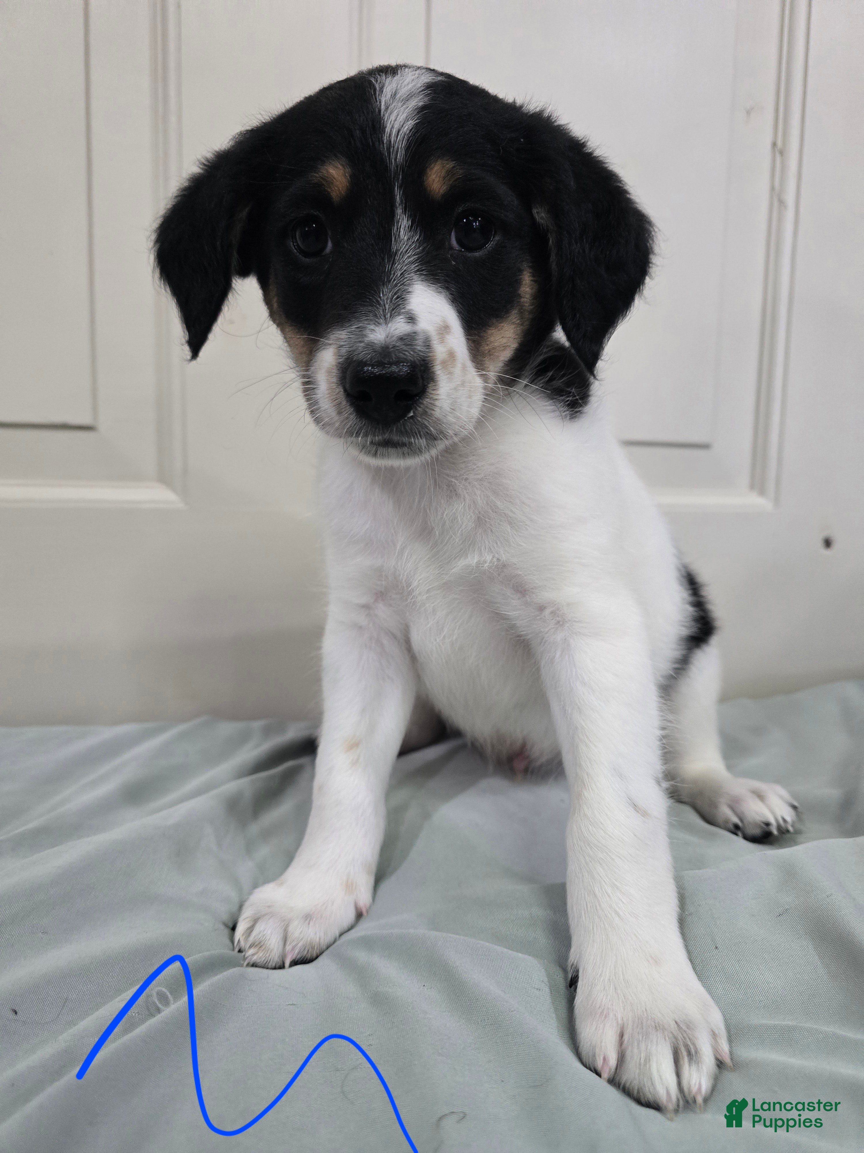 Mixed Breed dogs for sale: Grey Collar - Ad 4