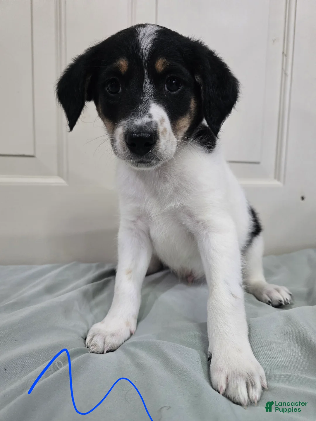 Mixed Breed dogs for sale: Grey Collar - Ad 1