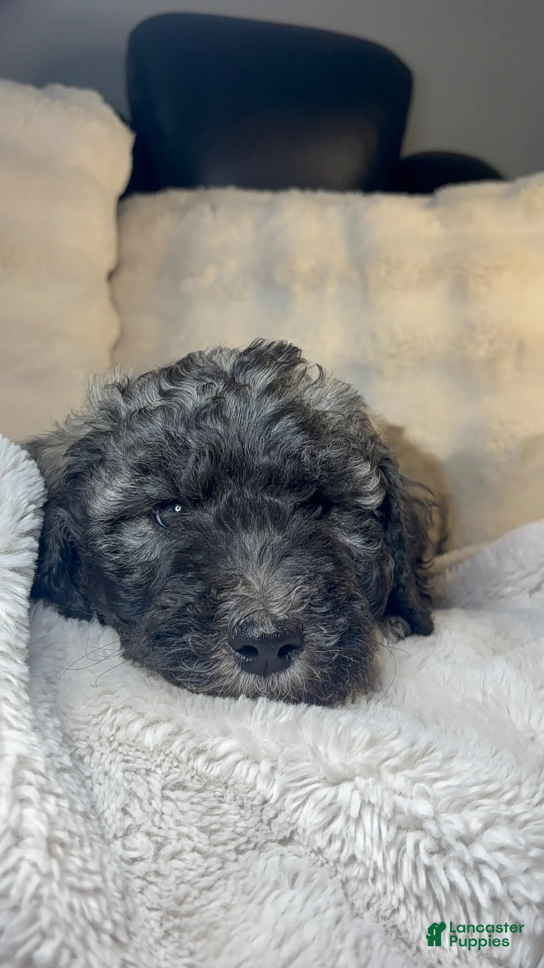 Double Doodle dogs for sale: Double Doodle Puppy 6 - Ad 2