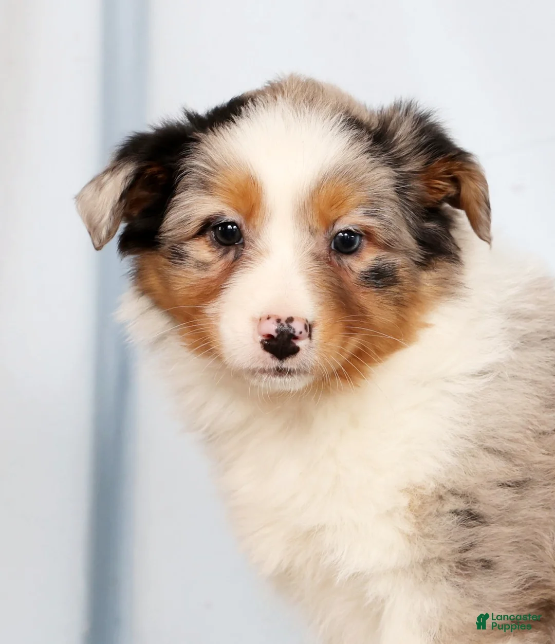 Australian Shepherd dogs for sale: Judy - Ad 9