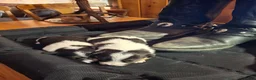Russell Terrier dogs for sale: Boardman Valley Maggie  - Ad 6
